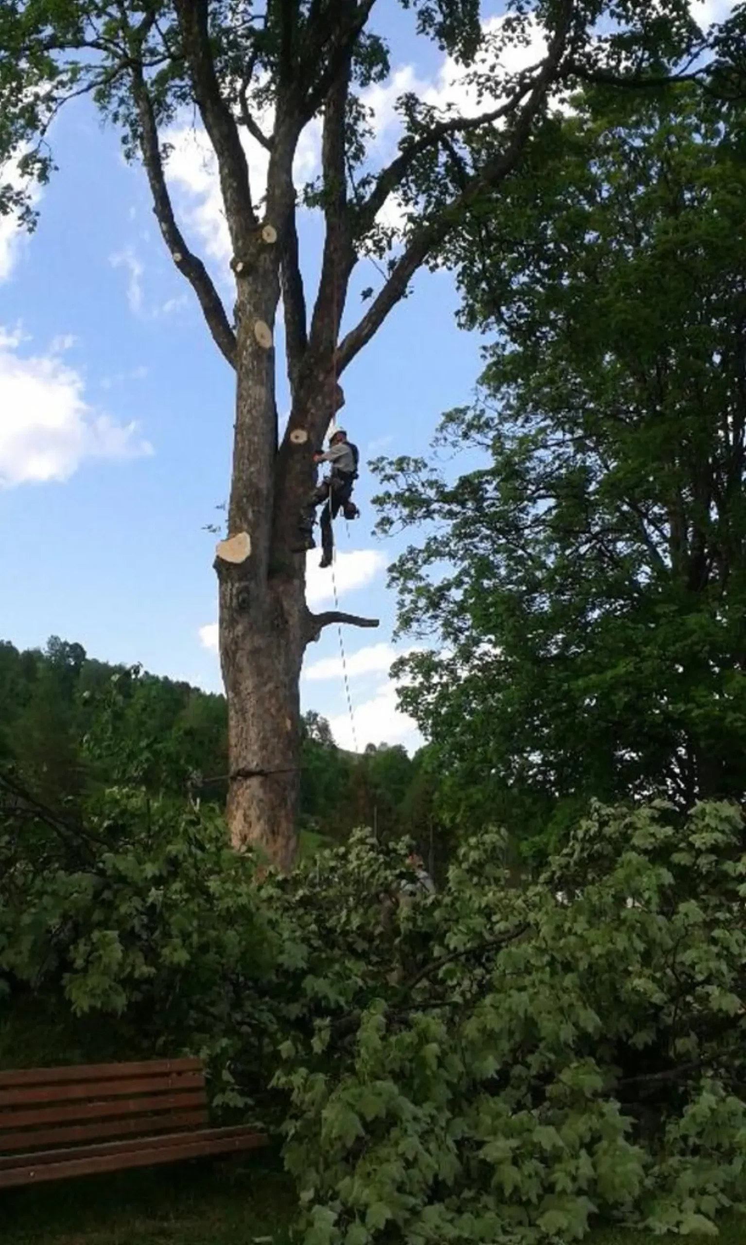 pielegnacja drzew dom wczasowy poreba wielka 2