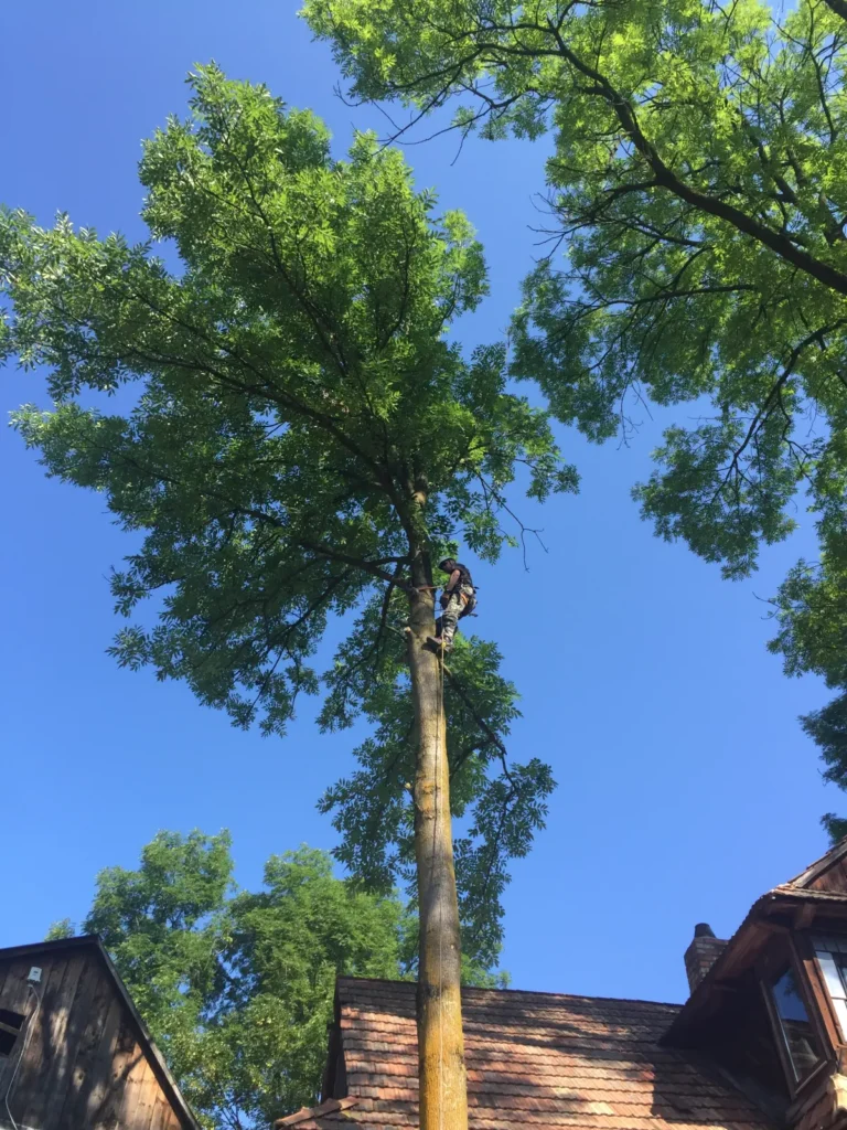 wycinka alpinistyczna podobin 1