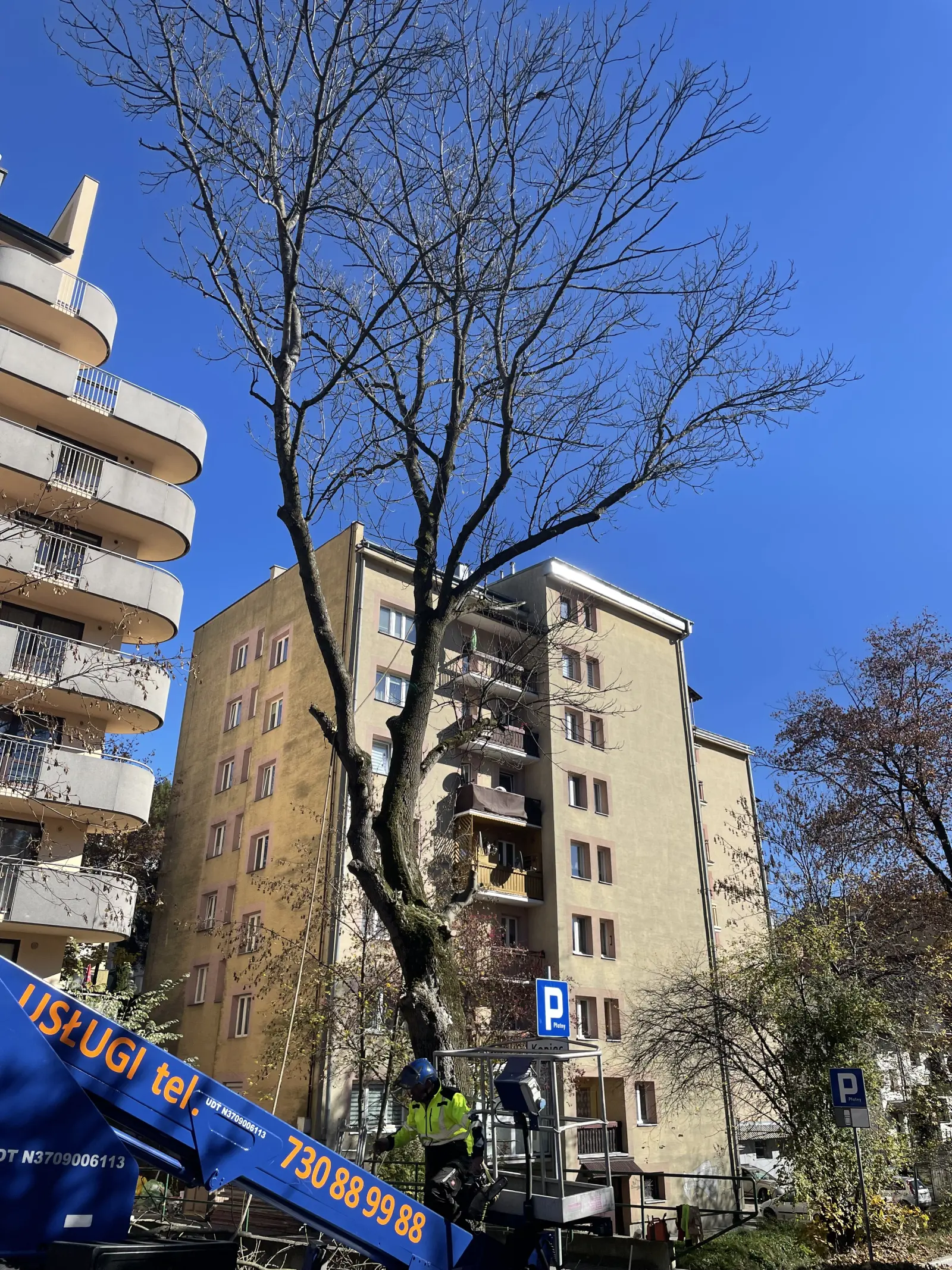 wycinka drzew nadzor inwestorski krynica zdroj 1