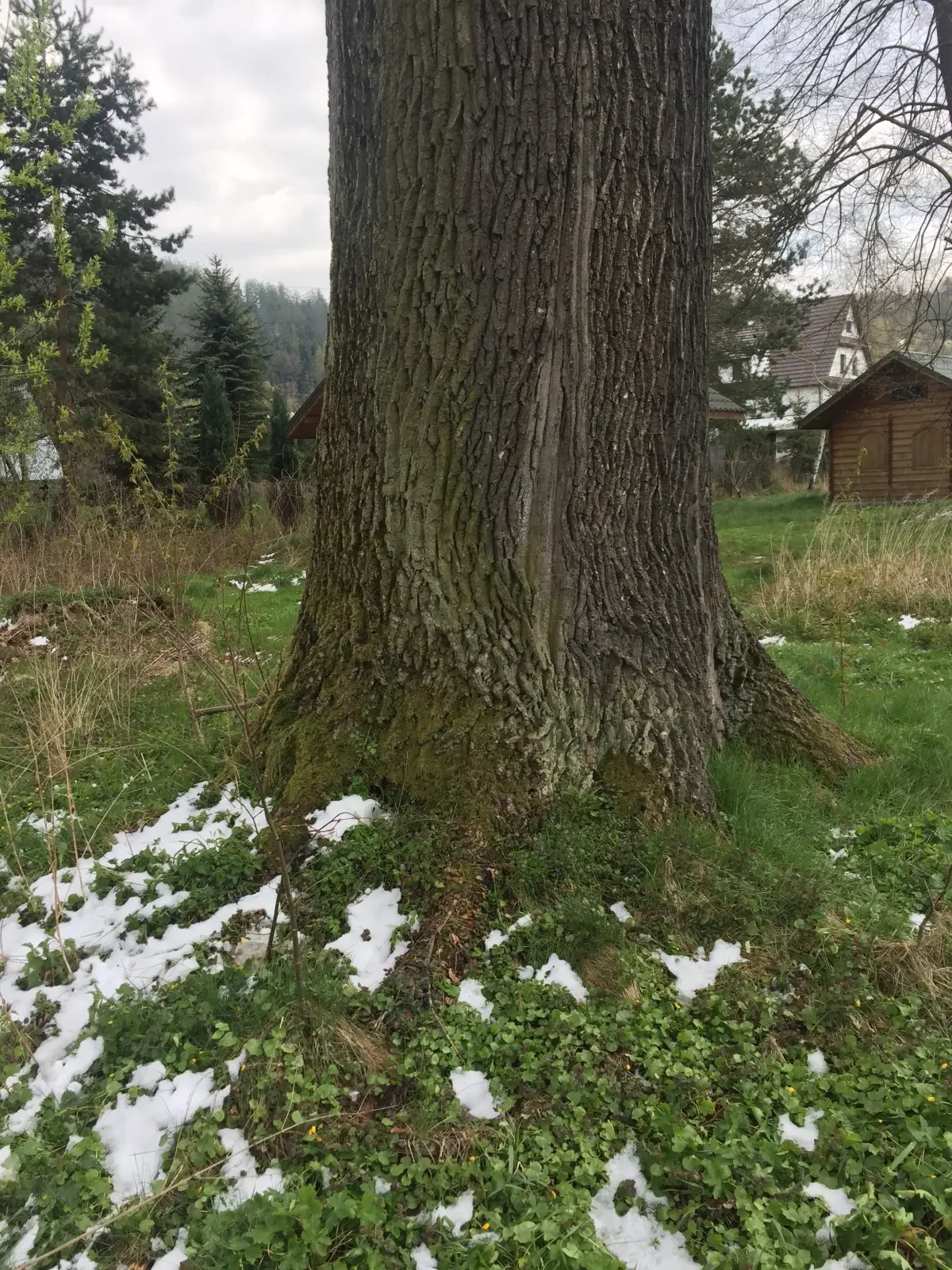 wycinka drzew trudnych pcim 1