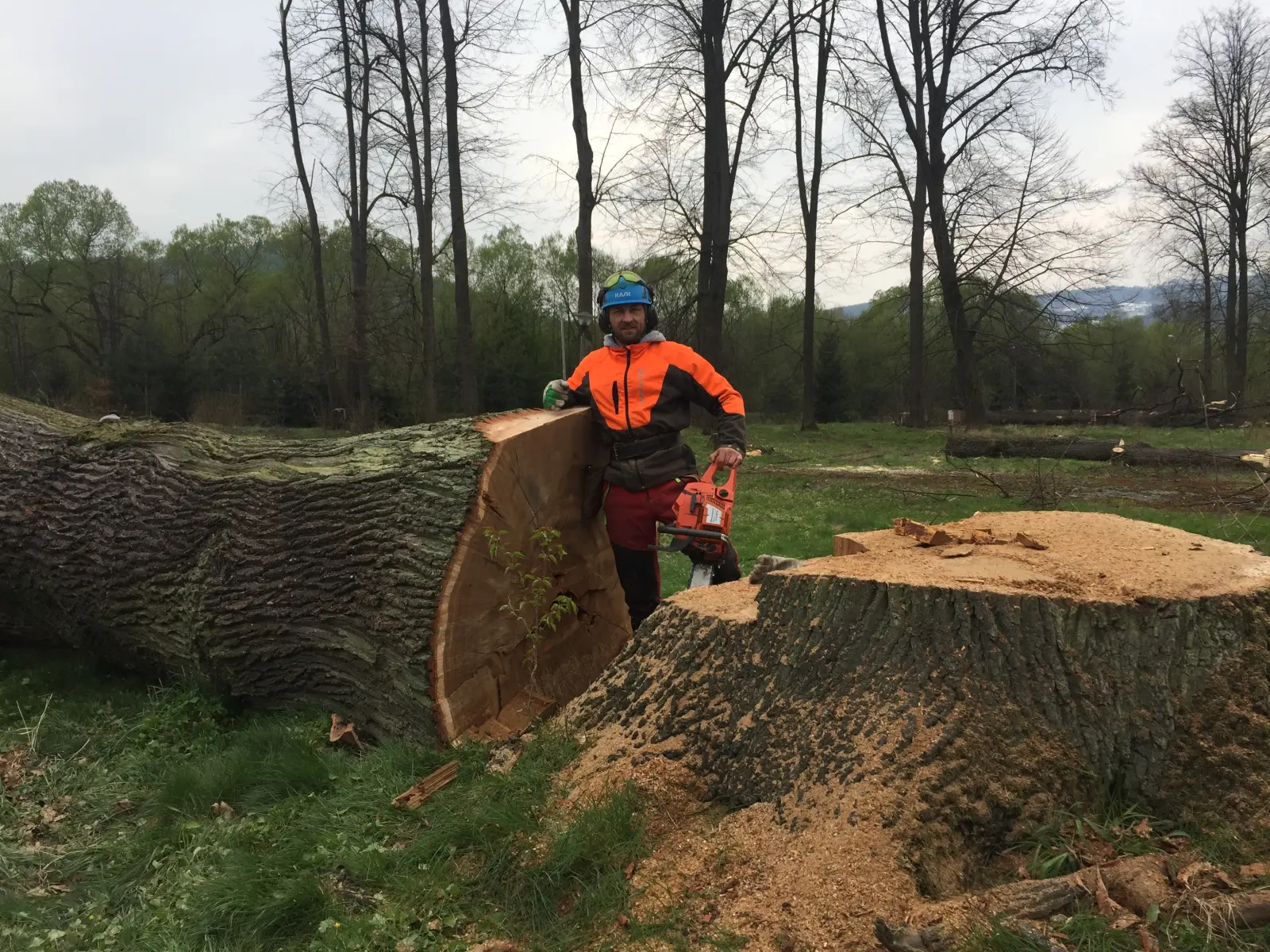 wycinka drzew trudnych pcim 4