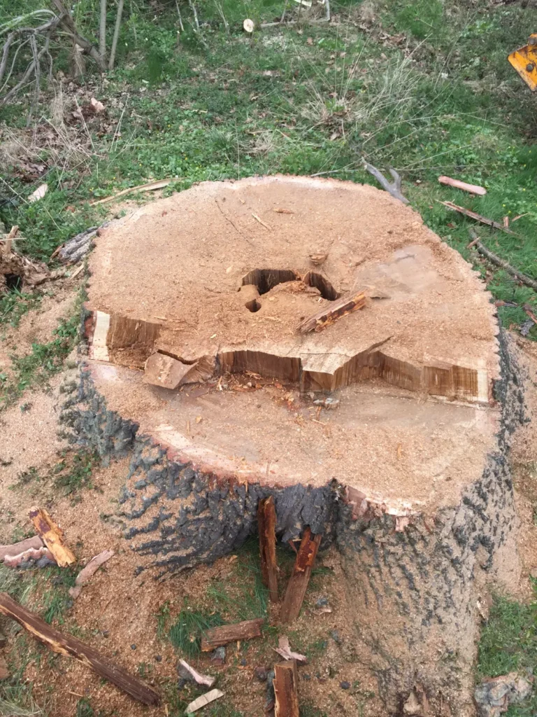 wycinka drzew trudnych pcim 5