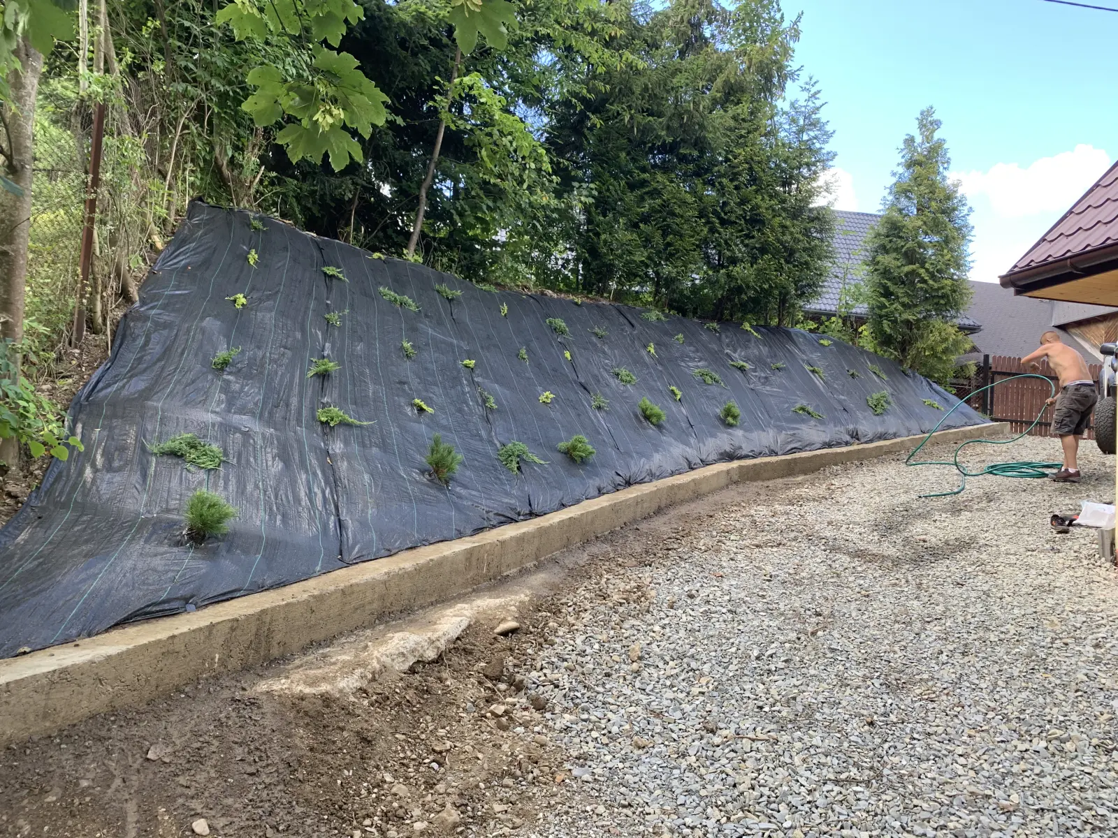 zabezpieczenie skarpy nasadzenia poreba wielka 4