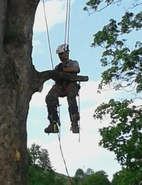 pielegnacja drzew dom wczasowy poreba wielka 1
