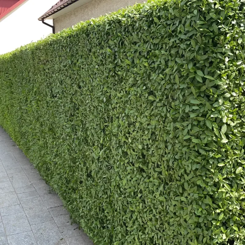 pielegnacja ogrodow dobra 2