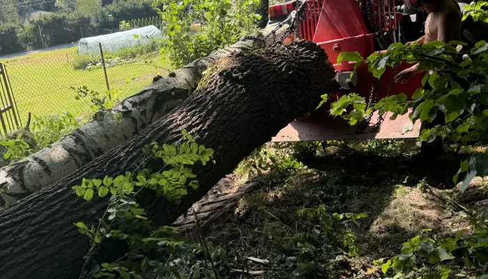 prace dla nadlesnictwa myslenice 1