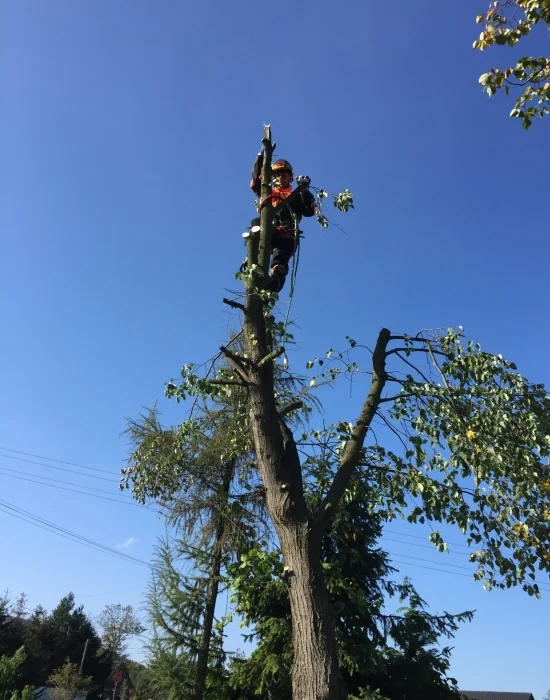 wycinka alpinistyczna dobra 4