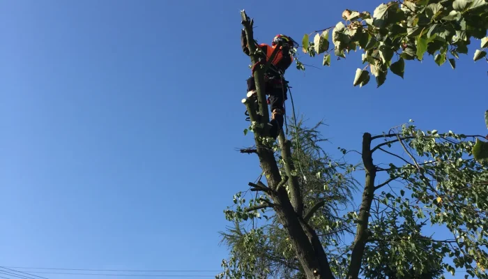 wycinka alpinistyczna dobra 6