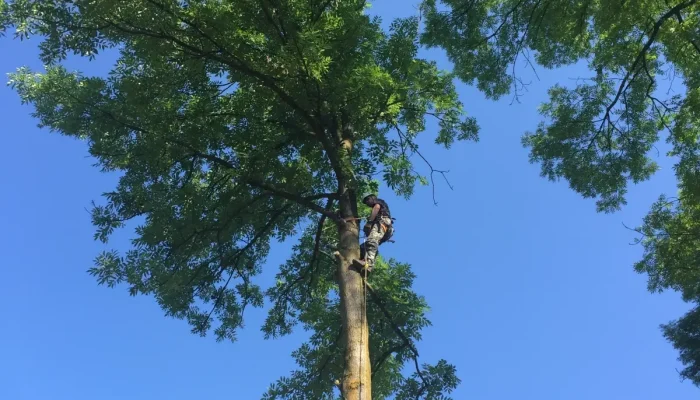 wycinka alpinistyczna podobin 1