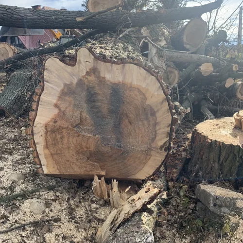 wycinka dla wody polskie nowy targ 6