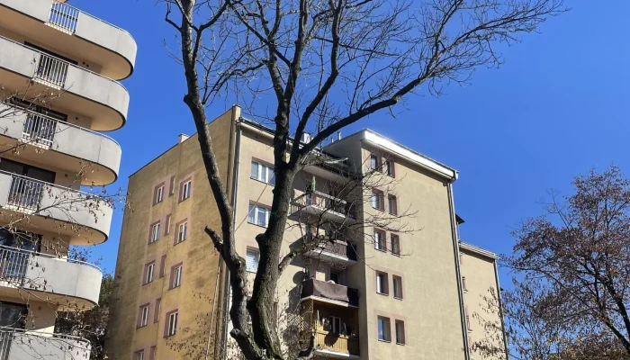 wycinka drzew nadzor inwestorski krynica zdroj 1