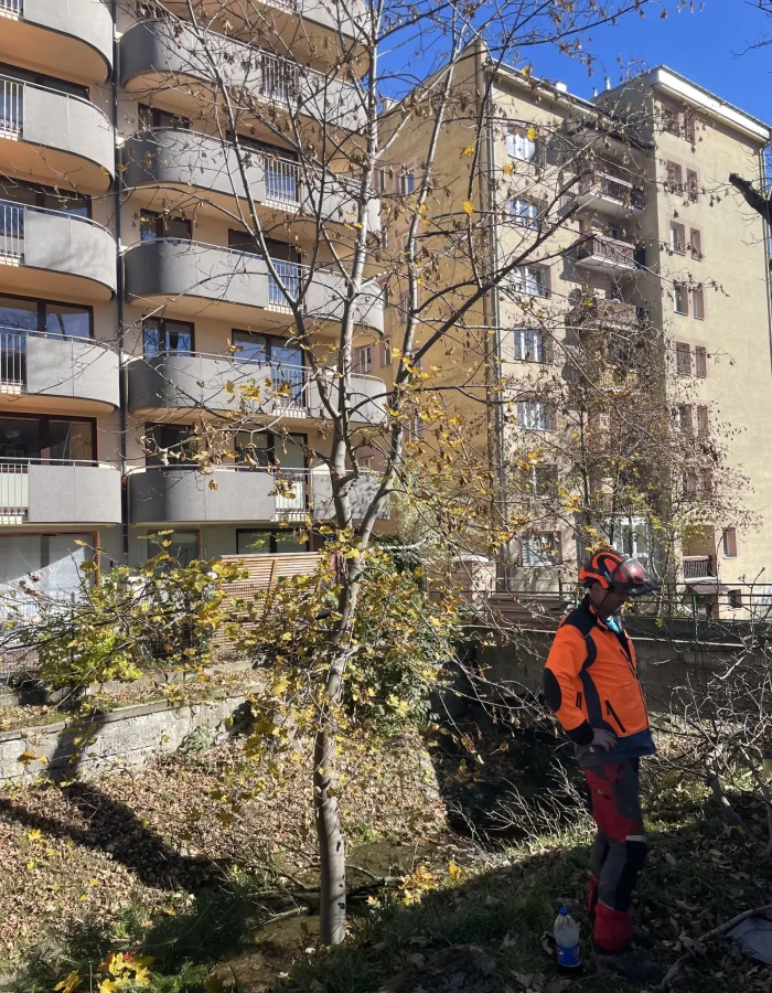 wycinka drzew nadzor inwestorski krynica zdroj 2