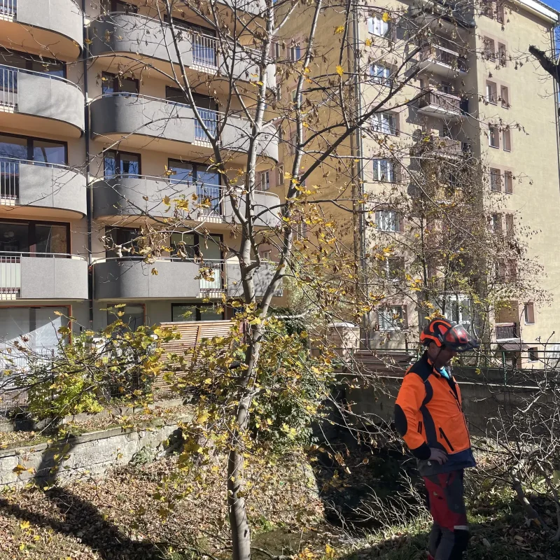 wycinka drzew nadzor inwestorski krynica zdroj 2