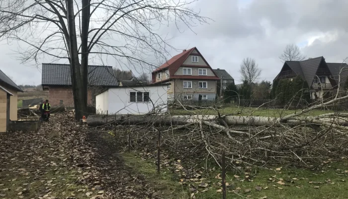 wycinka drzew trudnych lipnica wielka 1
