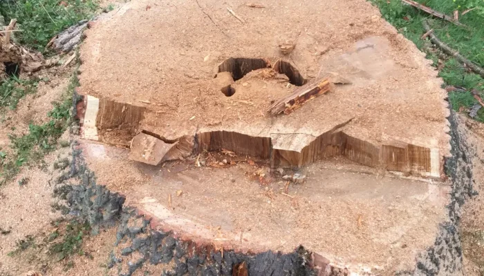 wycinka drzew trudnych pcim 5