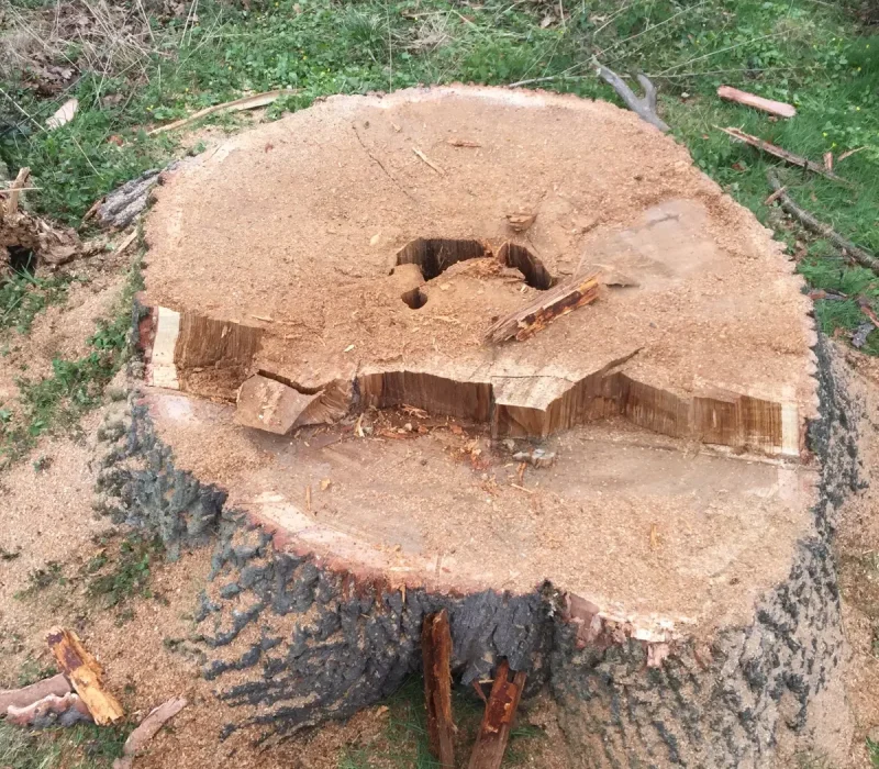 wycinka drzew trudnych pcim 5