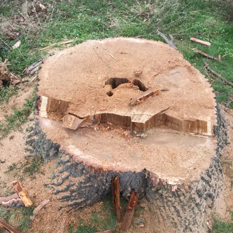 wycinka drzew trudnych pcim 5