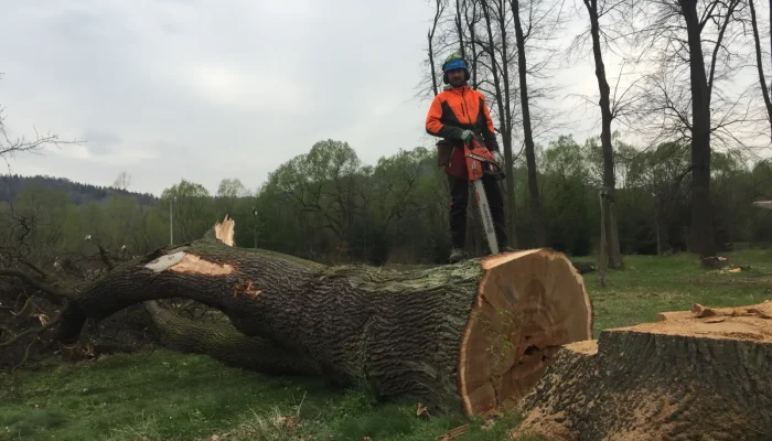 wycinka drzew trudnych pcim 6